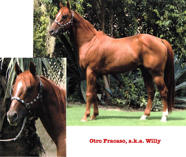 Otro Fracaso, Stallion