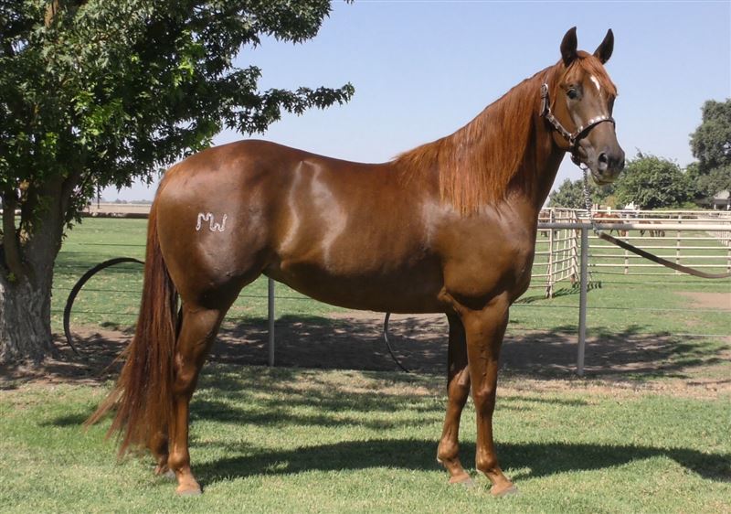 sippin fire water filly