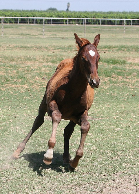 Weanling&nbsp;year old&nbsp;Stallion            