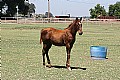 Weanling&nbsp;year old&nbsp;Stallion