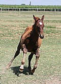 Weanling&nbsp;year old&nbsp;Stallion