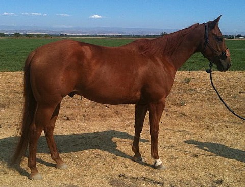 5&nbsp;year old&nbsp;Gelding             