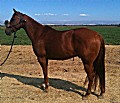5&nbsp;year old&nbsp;Gelding