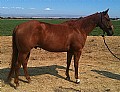 5&nbsp;year old&nbsp;Gelding