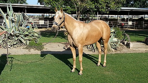 4&nbsp;year old&nbsp;Mare                