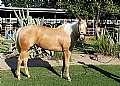 4&nbsp;year old&nbsp;Mare