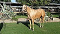 4&nbsp;year old&nbsp;Mare