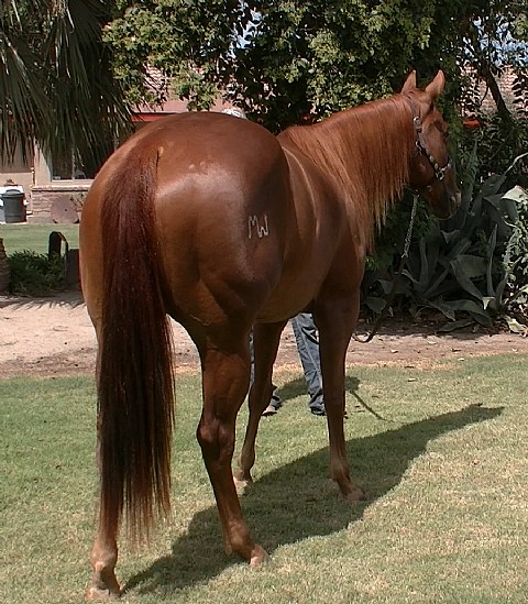 3 year old Mare                