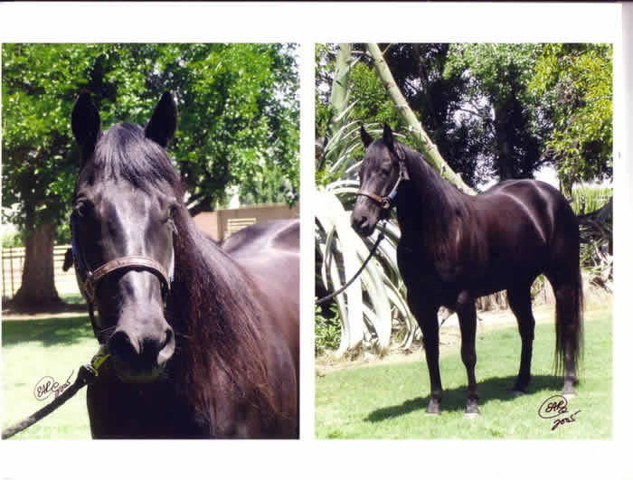 whitehorsescantjump broodmare